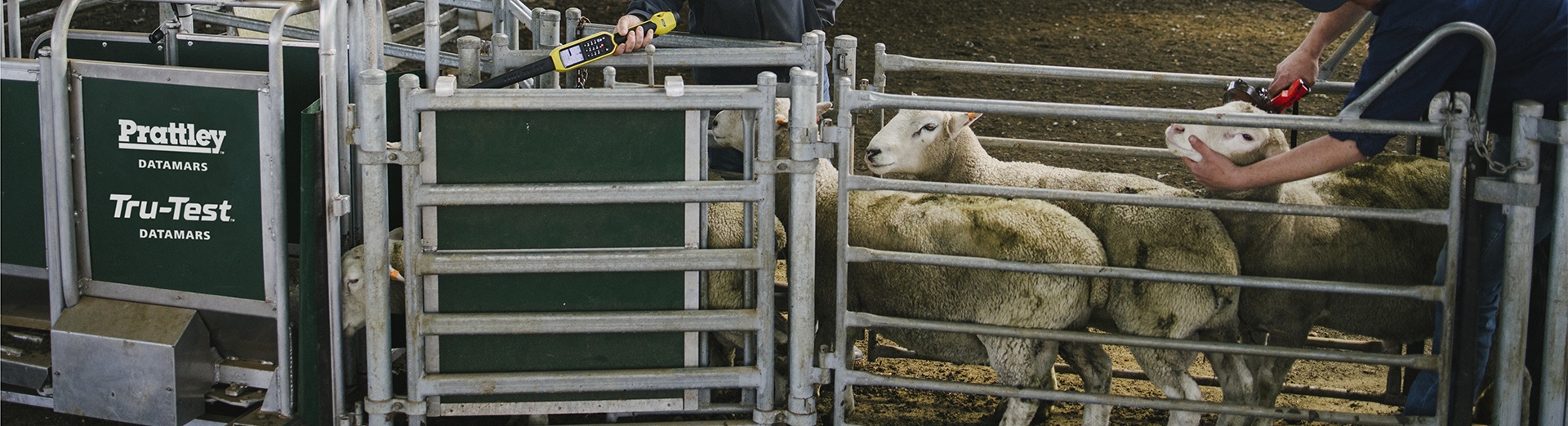 Sheep walking through a Prattley handling system