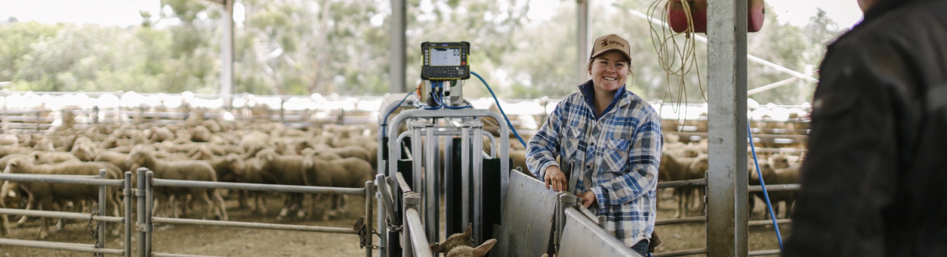 Sheep walking through a Prattley handling system